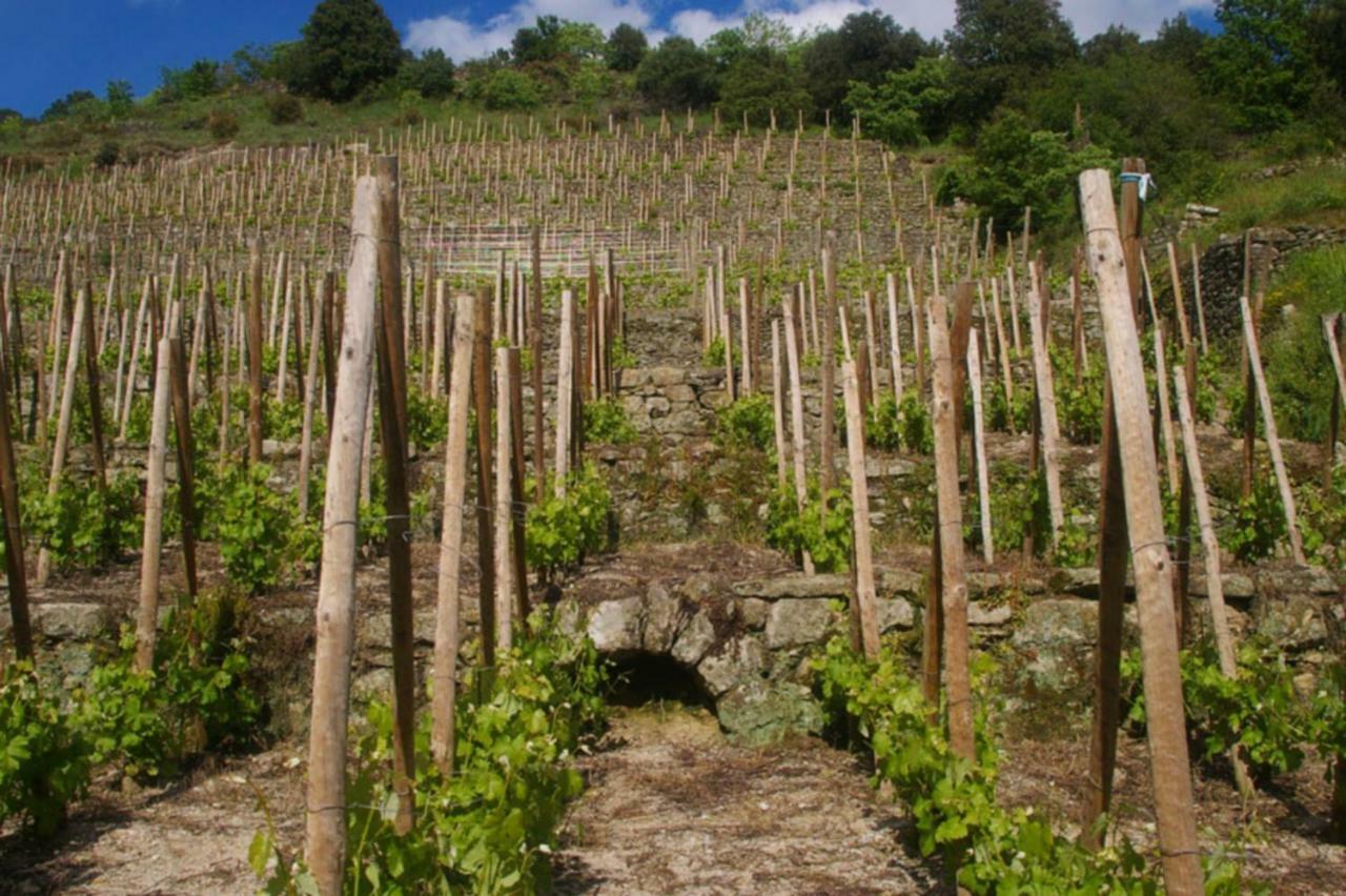 Gite Du Tilleul - 2 Etoiles - Domaine De L'Olivier Faugeres  Εξωτερικό φωτογραφία